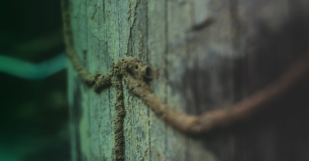 01-What-Are-Termite-Tubes-and-How-to-Identify-Them