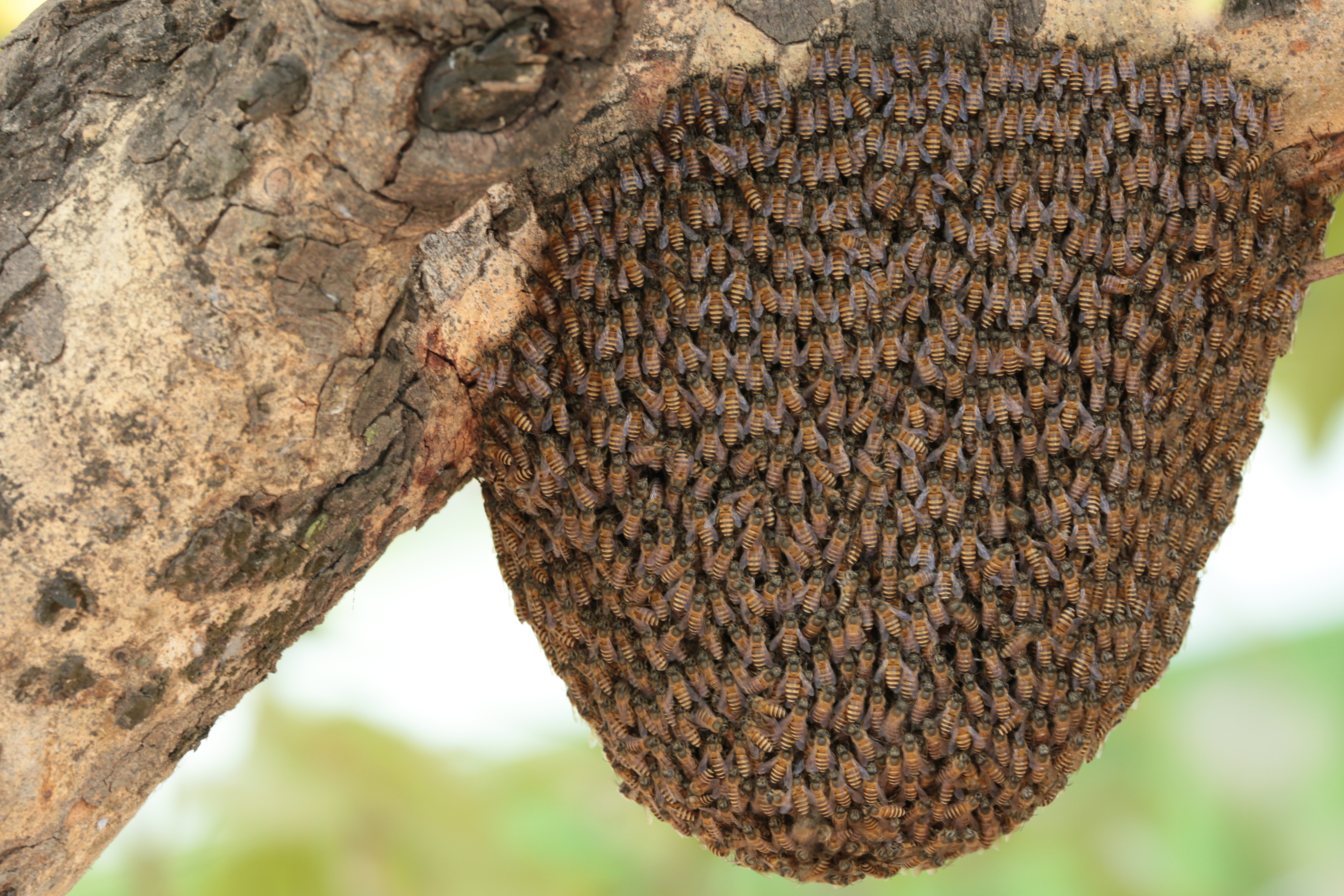 Bees-1
