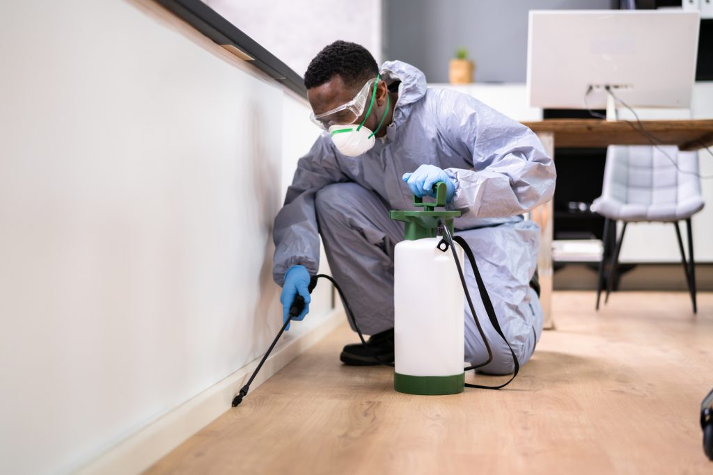 Top 8 Warning Signs of Termite Infestations