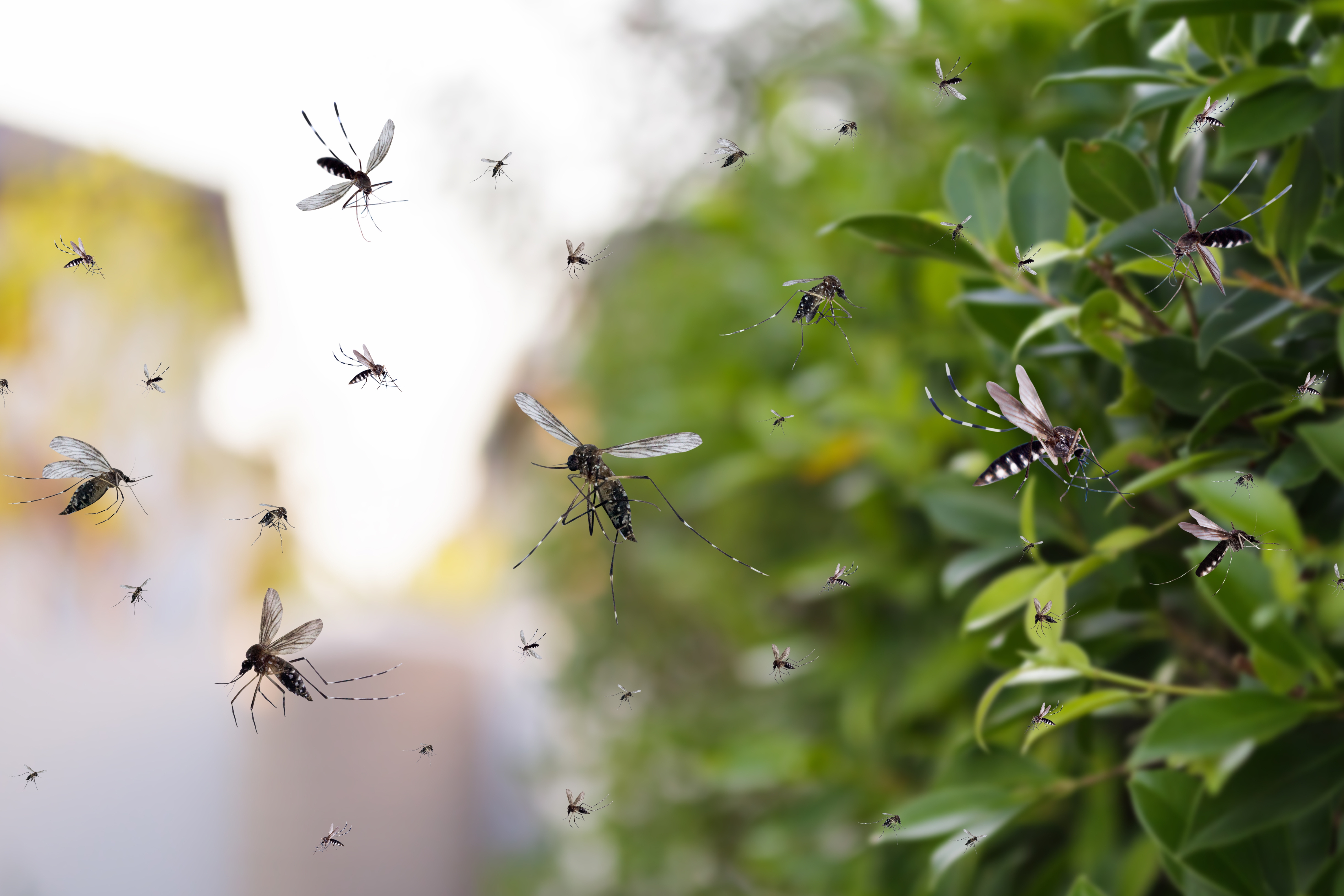 Mosquito-1