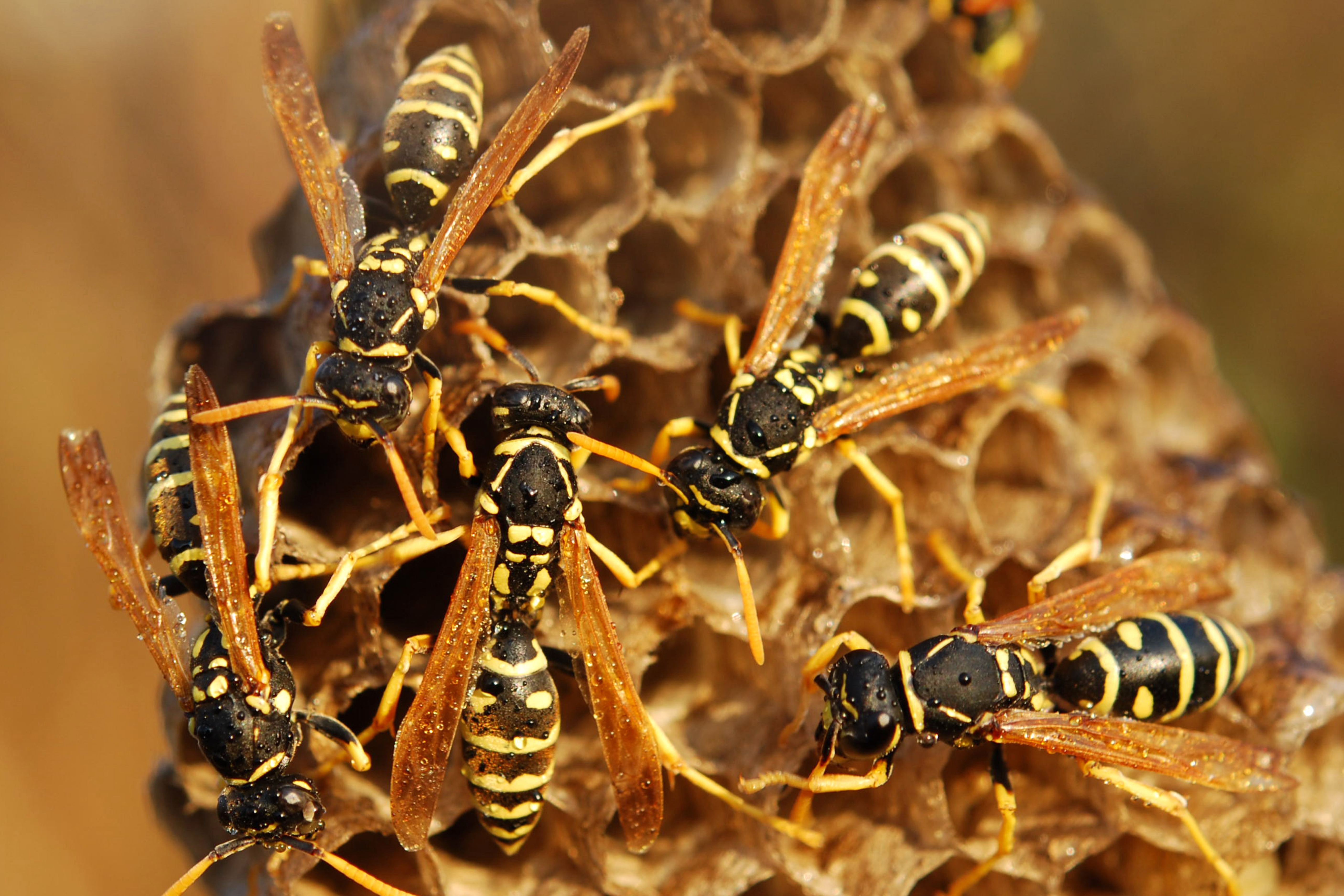 Wasps-1