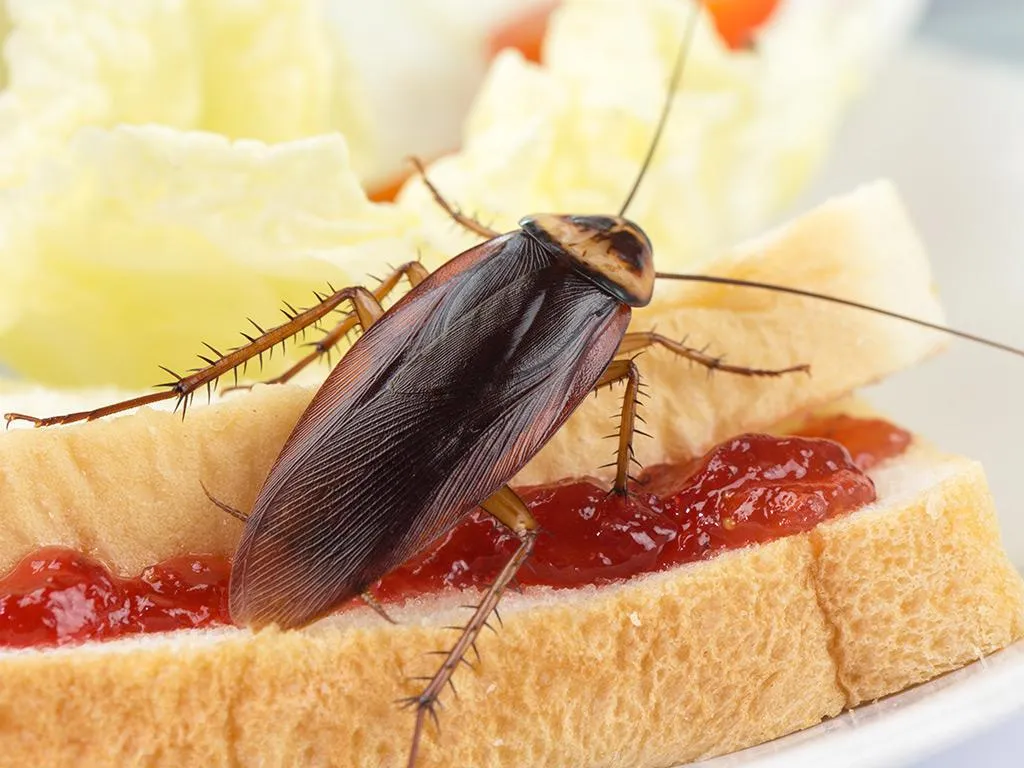 American Cockroaches