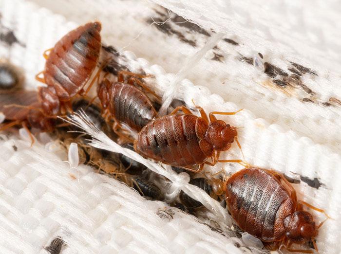 are-bed-bugs-common-in-albuquerque