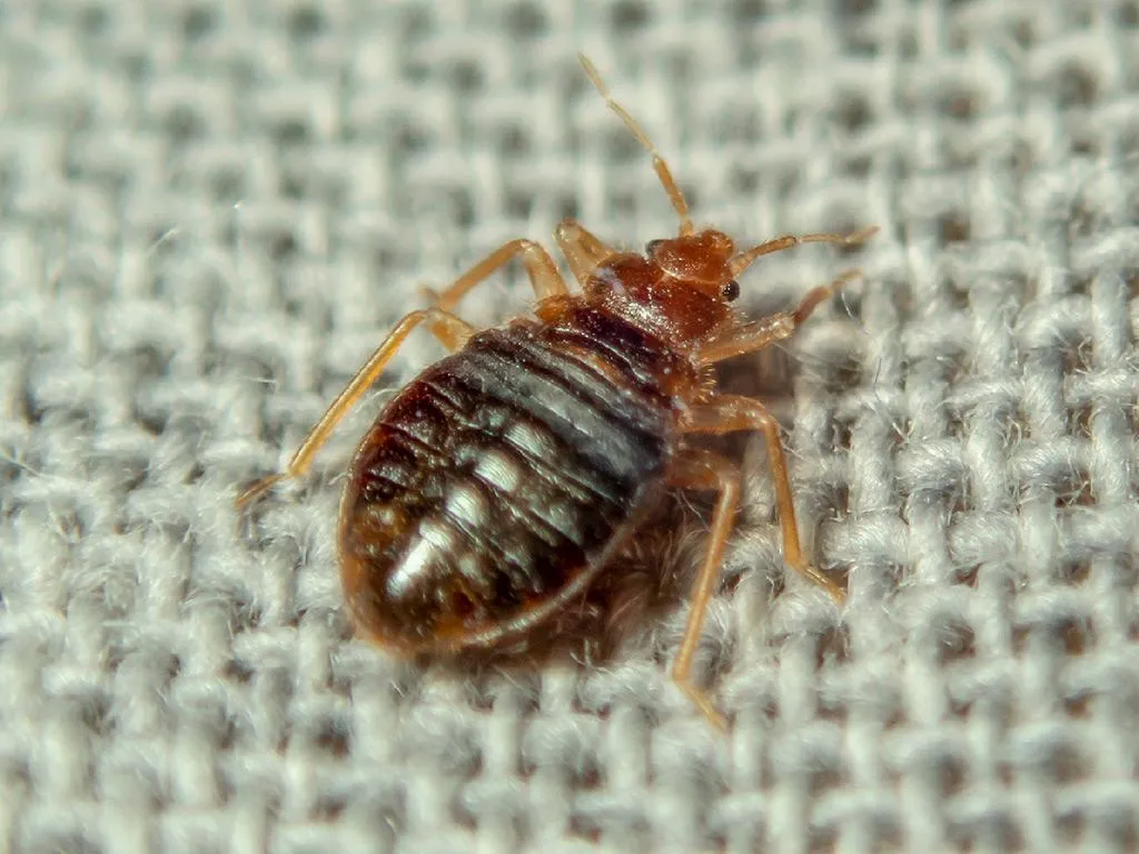 Bed Bugs