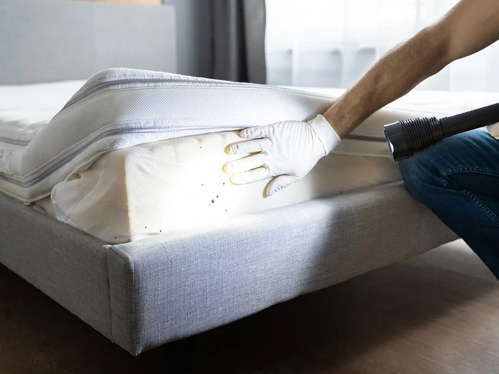 bed-bug-inspection-on-mattress