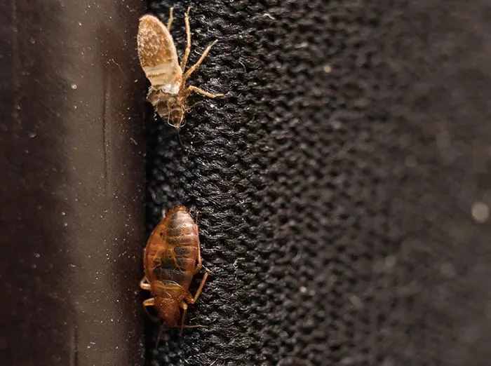 bed-bug-inspection
