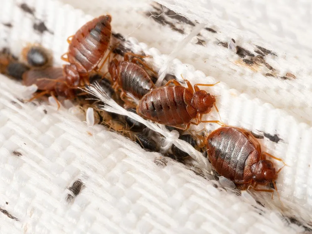 bed-bugs-on-mattress