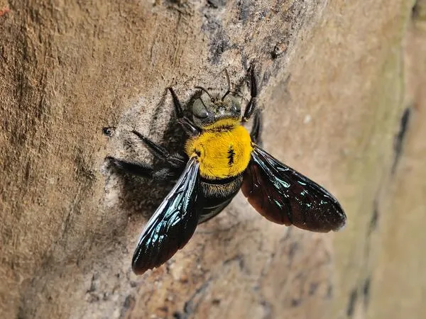 bee-identification.1713880484