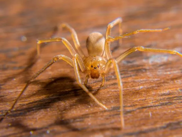brown-recluse-spider-identification.1713880484