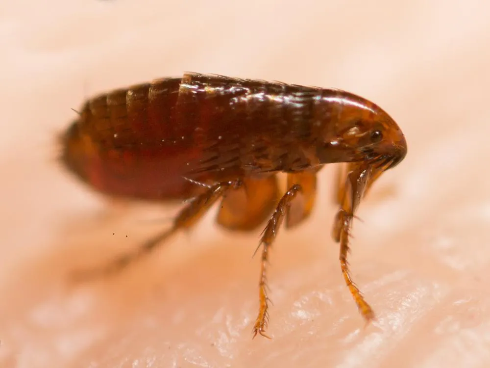 close-up-of-flea