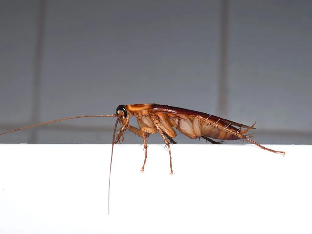 Why Cockroaches Are Attracted To Bathrooms & What To Do About It