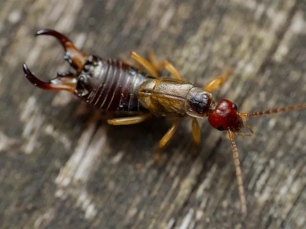 earwig-pest-identification.1713880484