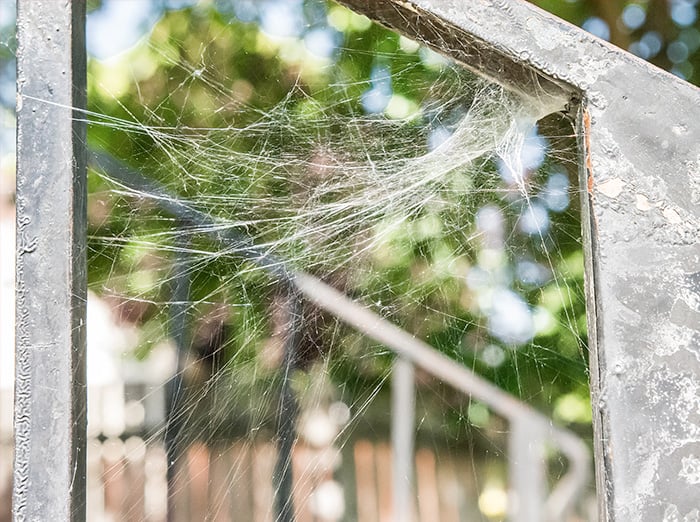 fall-spider-web-albuquerque