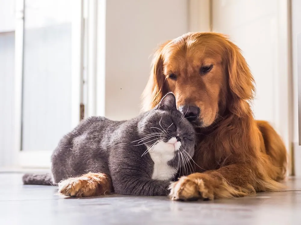 family-pets-and-fleas-ticks-new-mexico