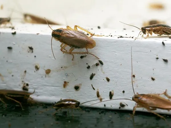 german-roach-identification.1713880484