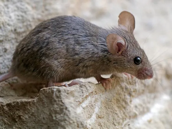 house-mouse-control.1713880484