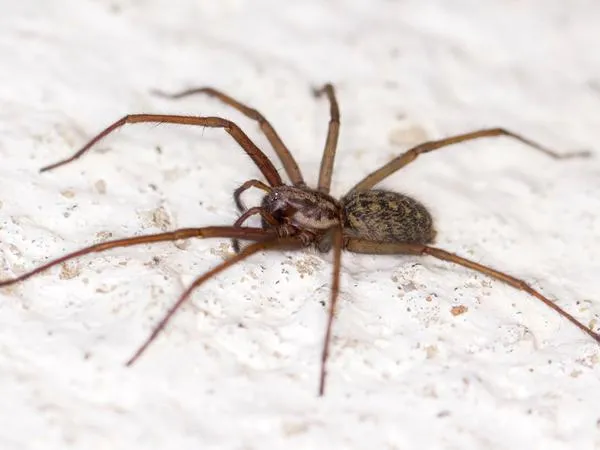 house-spider-identification.1713880484