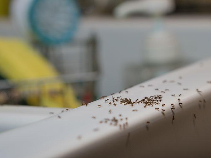 how-to-get-rid-of-ants-this-summer