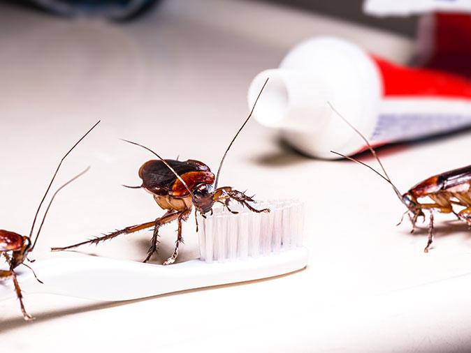 is-it-normal-to-see-live-roaches-during-the-day-albuquerque-nm