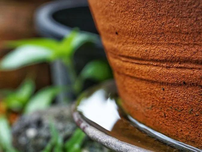 mosquito-prevention-tips-new-mexico-residents