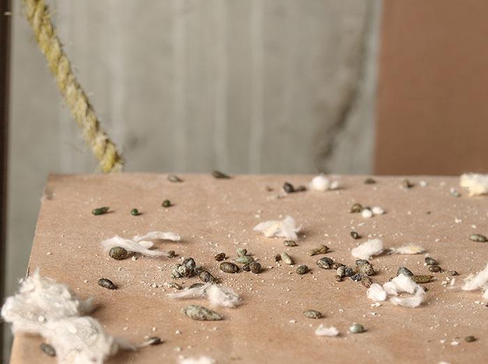 mouse-poop-and-other-signs-of-a-rodent-problem-in-new-mexico