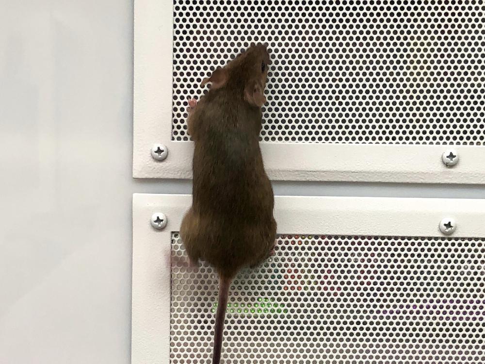 How Do Bugs & Rodents Get Into Albuquerque Homes?
