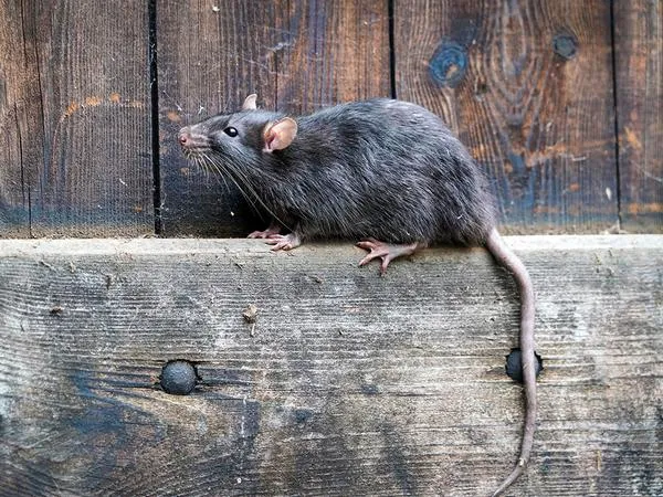 norway-rat-identification.1713880484