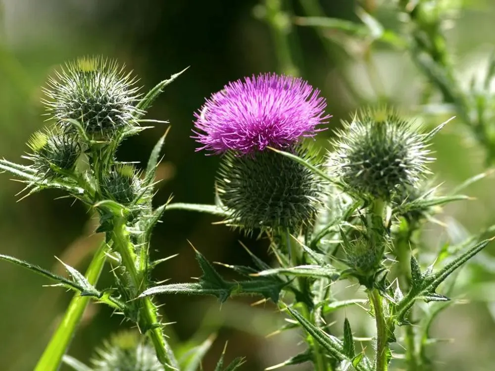 noxious-weed-control-new-mexico