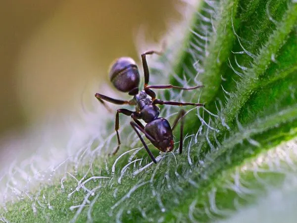 odorous-house-ant-identification.1713880484