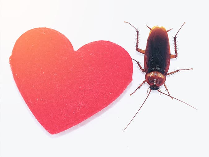 pests-that-love-to-infest-homes-in-new-mexico