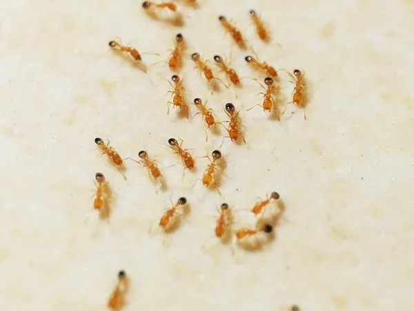 pharaoh-ant-identification.1713880484