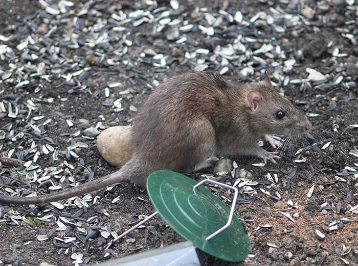 What Should I Do If My Neighbor Has A Rodent Problem?