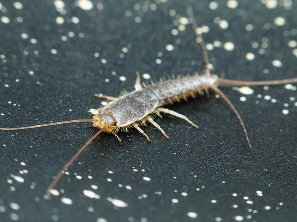 silverfish-pest-id.1713880484