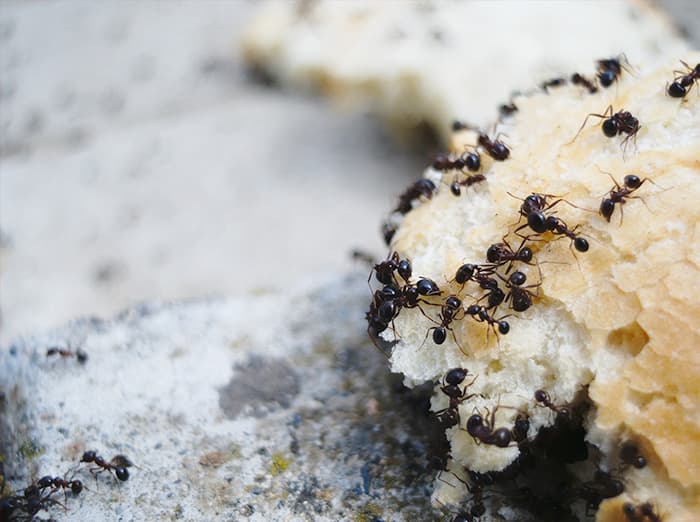 spring-pests-in-new-mexico