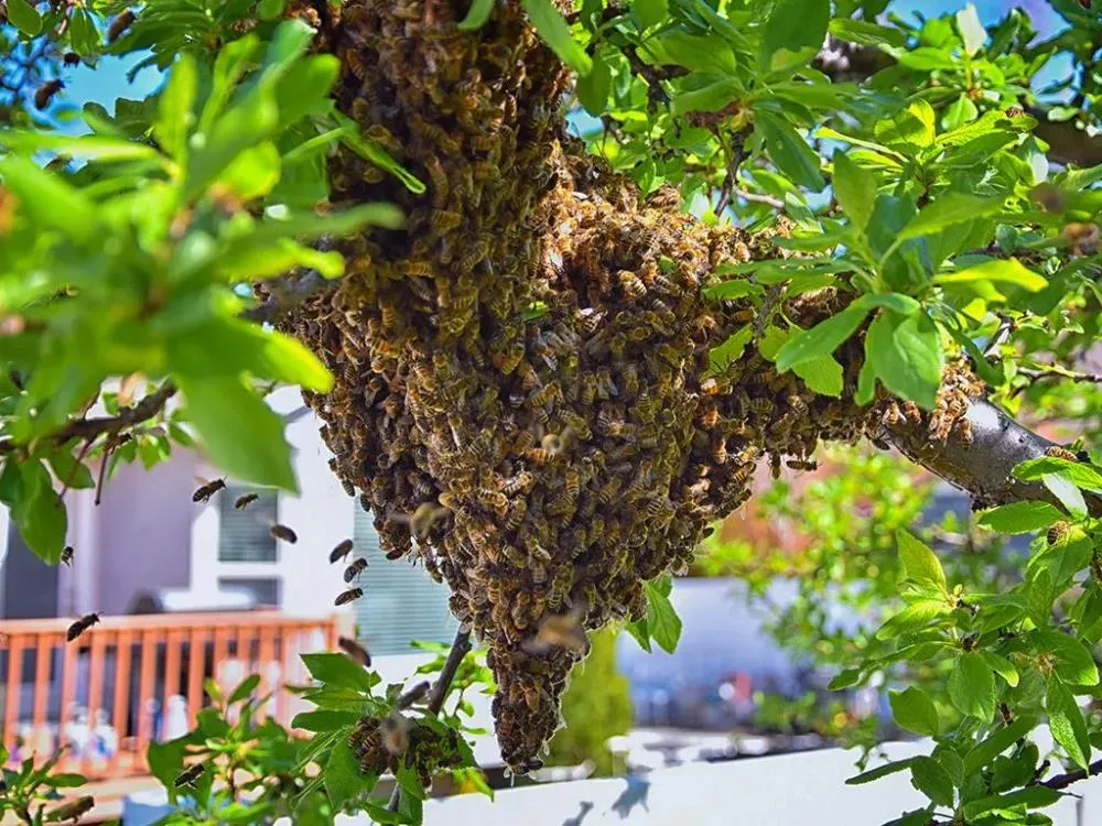 swarm-of-africanized-honey-bees-on-tree-near-home