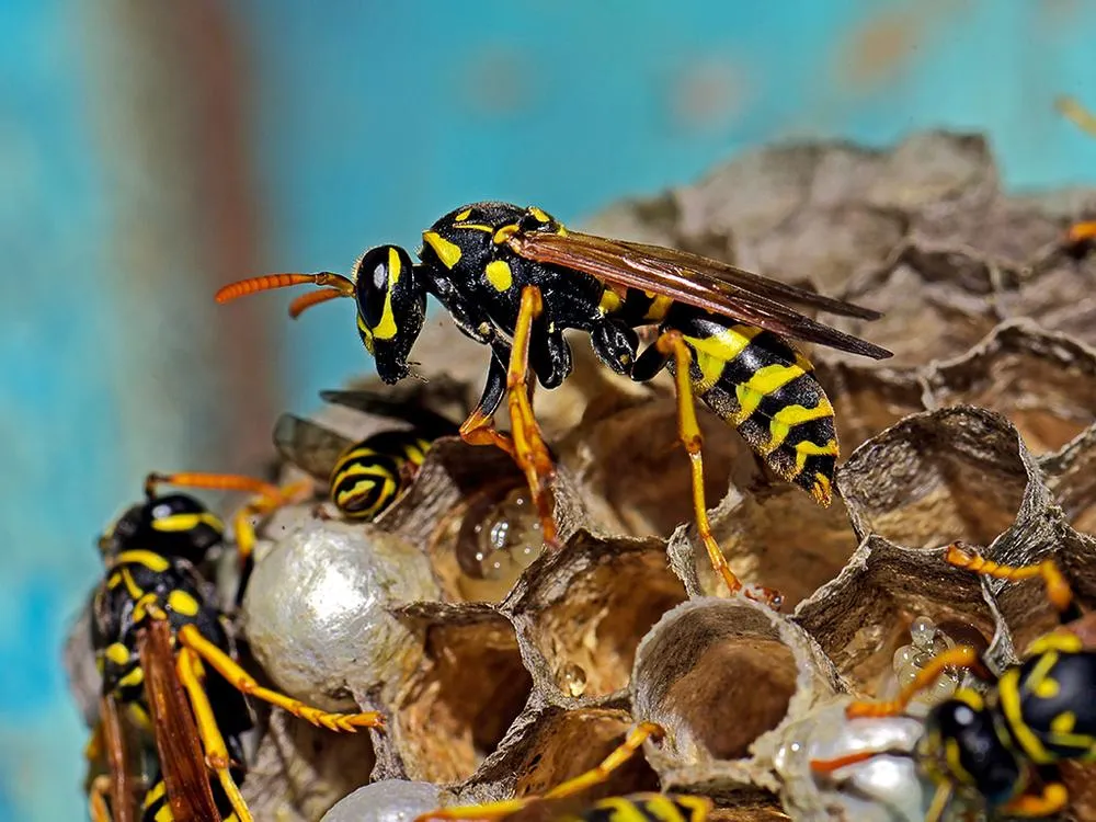 waps-building-a-nest