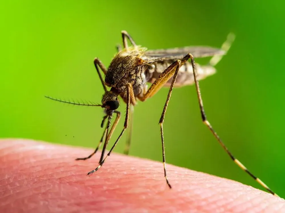 west-nile-virus-mosquito-biting-hand