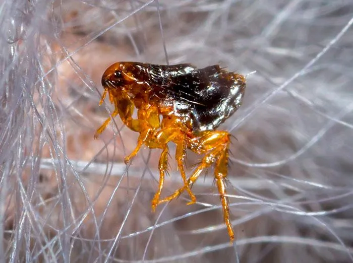 what-do-fleas-look-like.1713880484