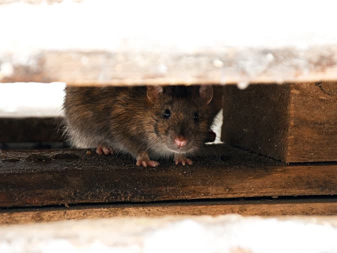 where-do-rats-nest-in-new-mexico