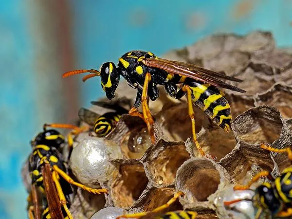yellow-jacket-identification.1713880484