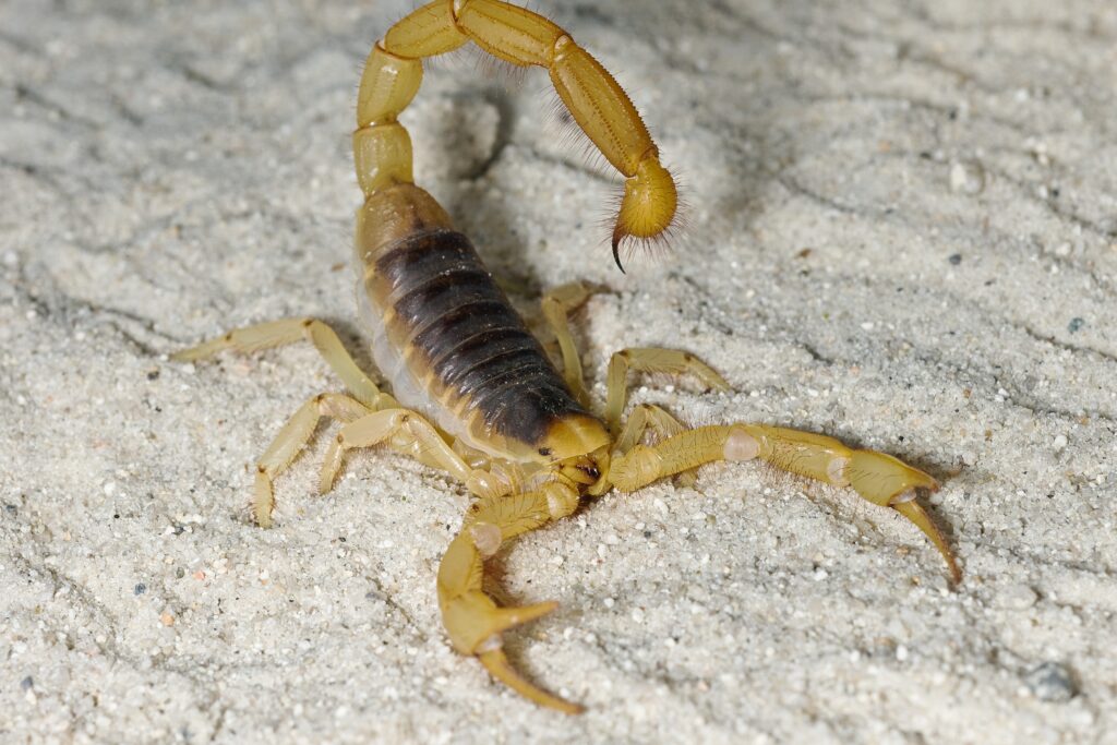Guide for Scorpion Control in New Mexico